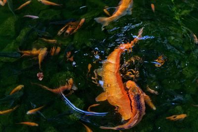 High angle view of koi carps swimming in water