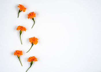 Close-up of orange flowering plant against white background