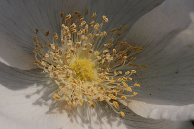 Close-up of fresh yellow flowers blooming outdoors