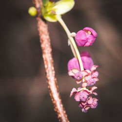 Close-up of pink flowering plant
