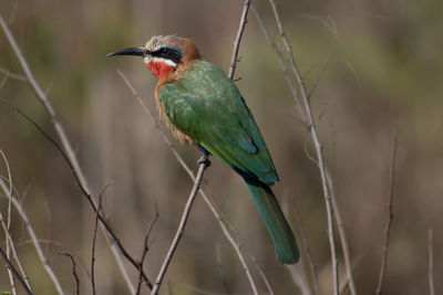 White-fronted bee eater merops bullockoides perched on a branch in mlilwane nature reserve, eswatini