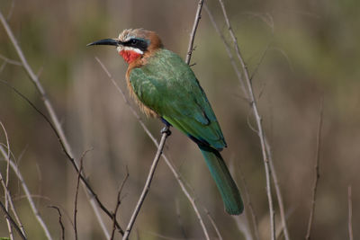Close-up of bird perching on branch