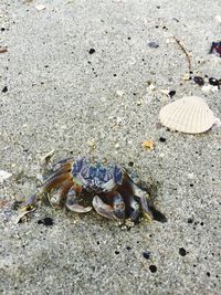 High angle view of crab on sand