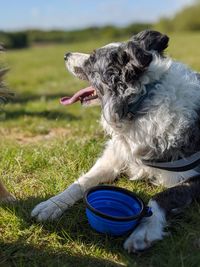 Dog looking away on field