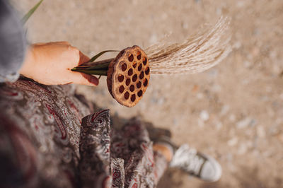 High angle view of woman holding leaf