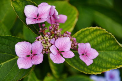 Close-up of pink flowering plant