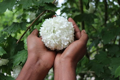 Cropped hands holding white flowers