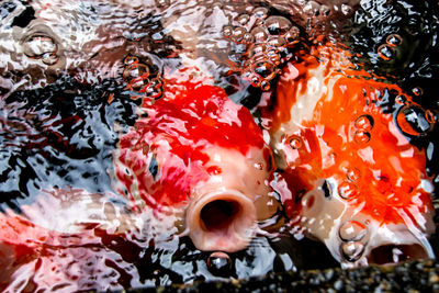 Close-up of koi carps swimming in sea