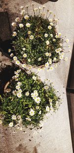 High angle view of potted plant against wall