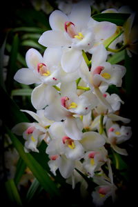 Close-up of flowers blooming outdoors