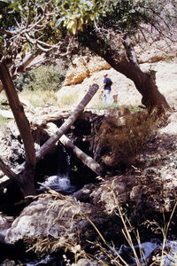 Scenic view of waterfall in forest