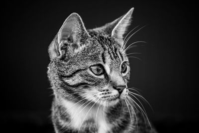 Close-up of a cat looking away