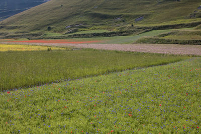 Scenic view of field