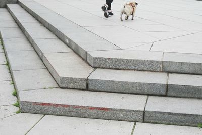 Dog on footpath
