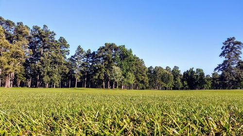 Trees on field against clear sky