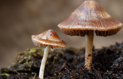 Close-up of mushrooms growing on field