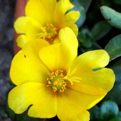 Close-up of yellow flower blooming outdoors