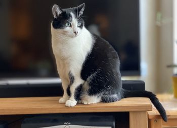 Cat sitting on table at home