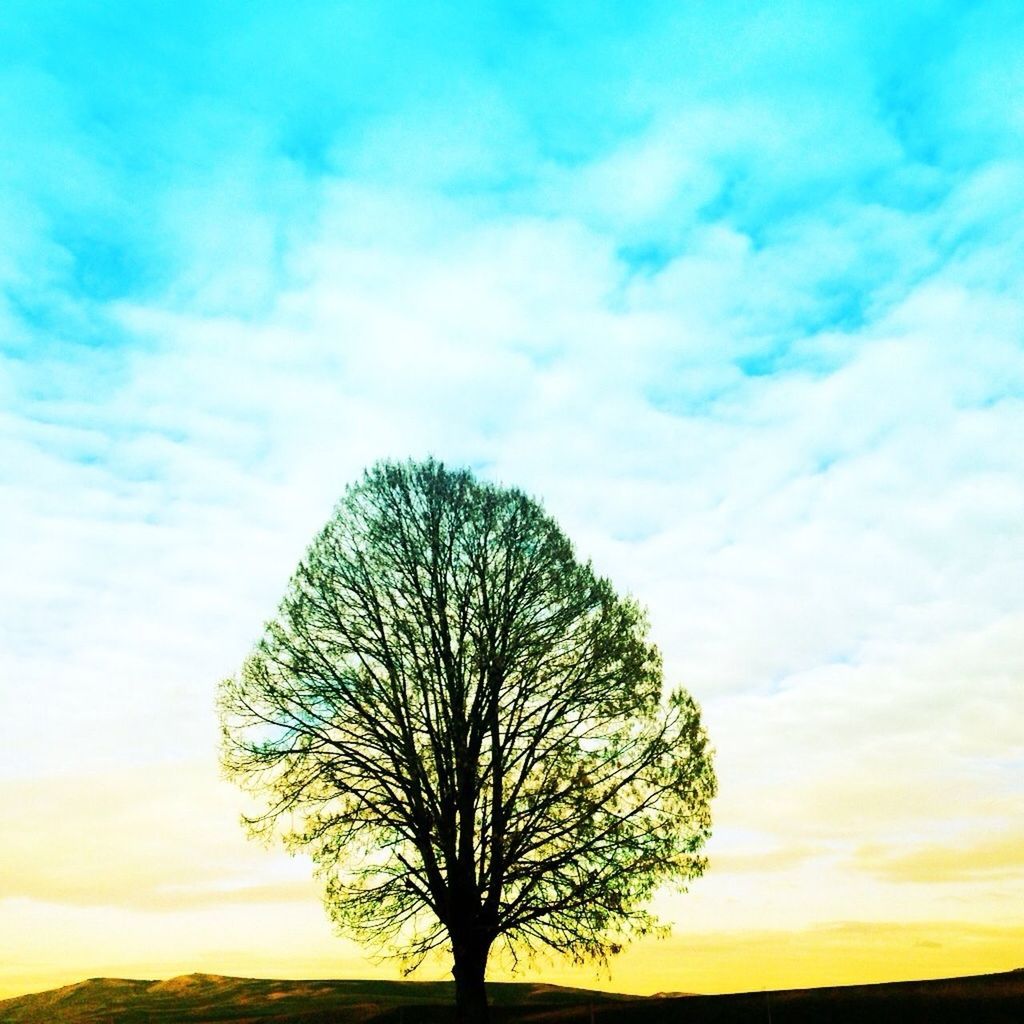 silhouette, tree, tranquility, sunset, sky, tranquil scene, scenics, beauty in nature, bare tree, nature, branch, single tree, landscape, cloud - sky, cloud, low angle view, idyllic, tree trunk, field, growth