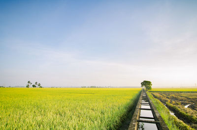 Scenic view of agricultural field against sky