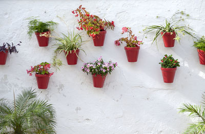 Potted plants against white wall