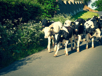 View of cow on street