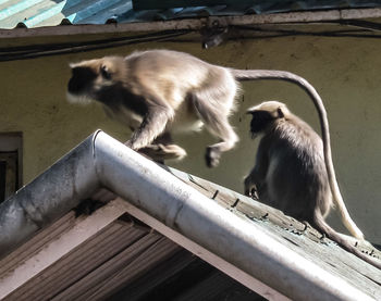 Monkey sitting outdoors