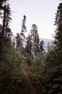 Low angle view of trees against sky