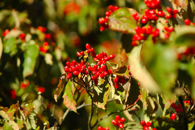 Close-up of red flowers on plant