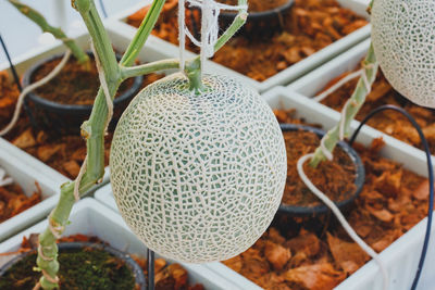 High angle view of potted plant