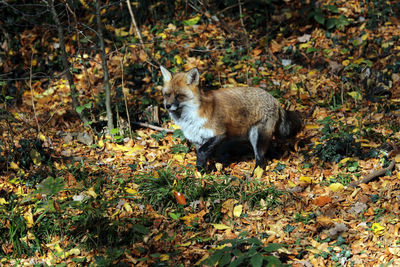 Portrait of fox on field