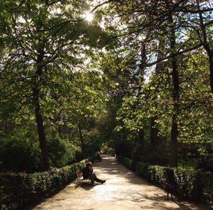Footpath amidst trees