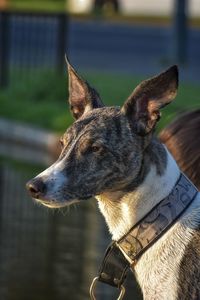 Close-up of a dog looking away