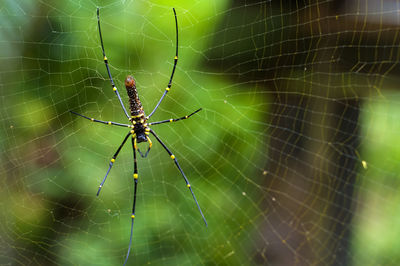 Close-up of spider on web