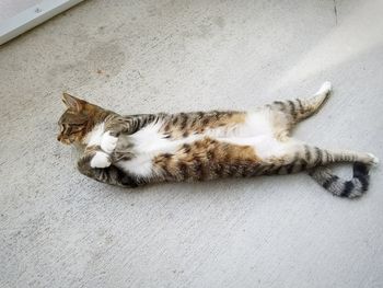 High angle view of cat sleeping