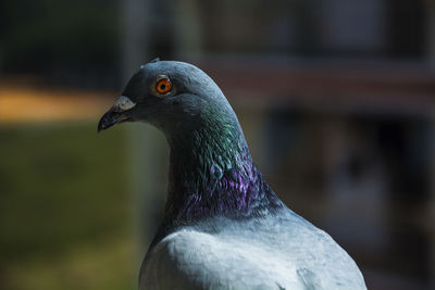 Close-up of pigeon