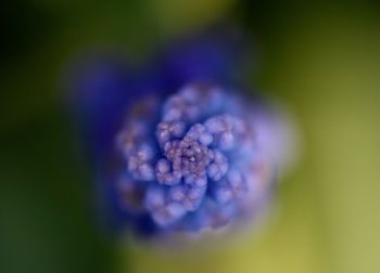 Close-up of purple flower