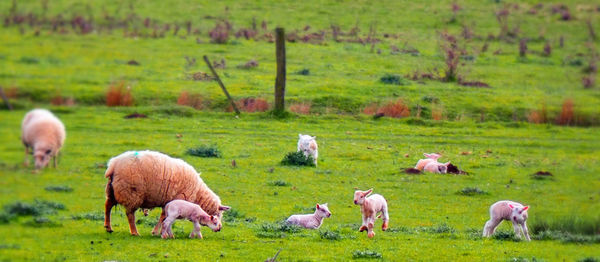 Sheep grazing in a field