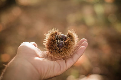 Cropped hand of man holding chestnut