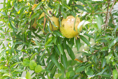 Close-up of fruit growing on tree