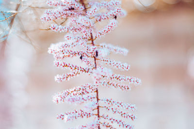 Close-up of pink flowering plant
