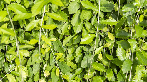 Full frame shot of fresh green leaves