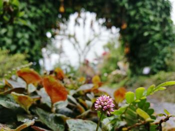 Close-up of flowering plant