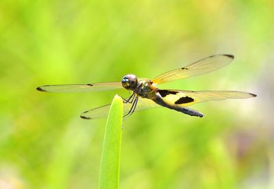 Close-up of dragonfly on plant