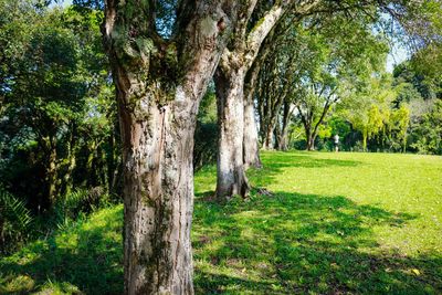 Trees on landscape