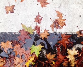 Close-up of maple leaves during autumn