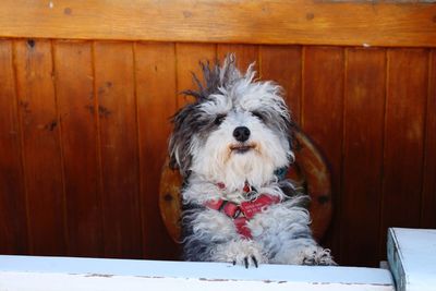 Portrait of dog at home