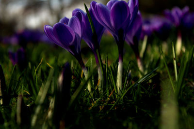 Close-up of purple crocus flowers on field