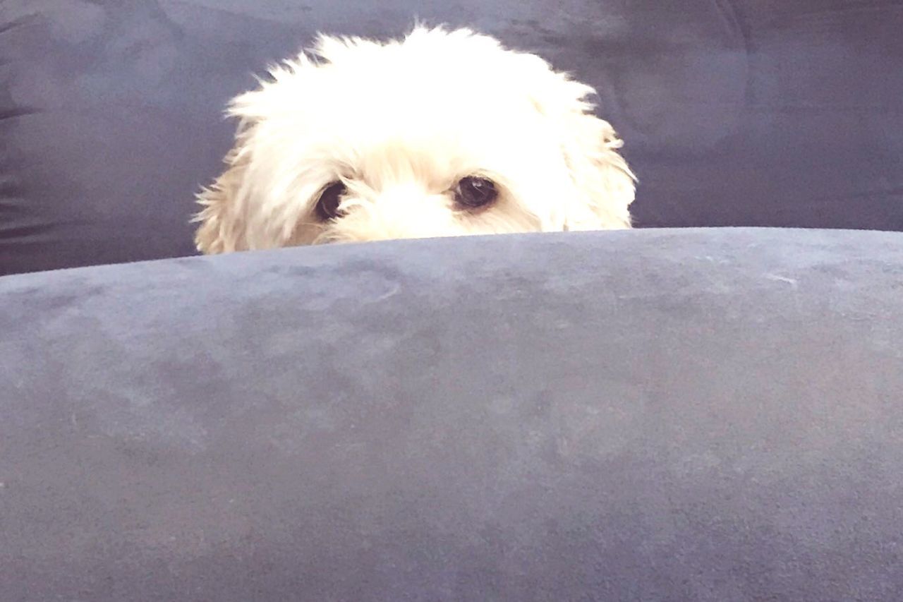 one animal, domestic, domestic animals, pets, dog, mammal, canine, vertebrate, portrait, no people, indoors, animal body part, looking at camera, animal hair, close-up, white color, small