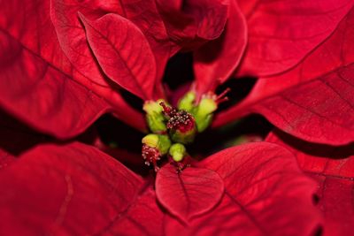 Close-up of red flower